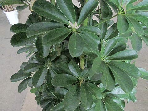 シェフレラ　ホンコンカポック 250821 10 観葉植物 シェフレラ ホンコンカポック（10号鉢）｜HanaPrime